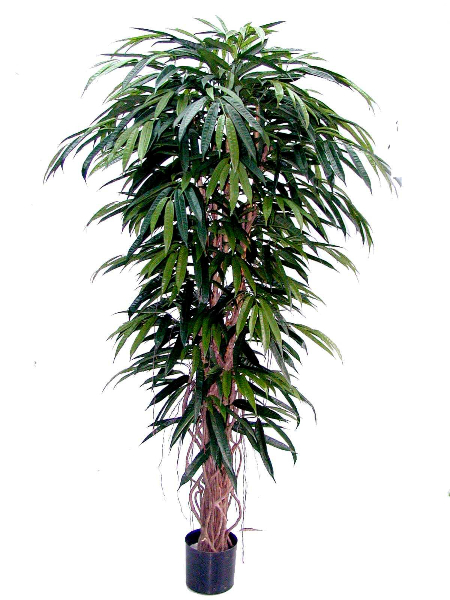 ficus-longifolia