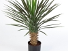 yucca