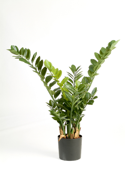 zamioculcas