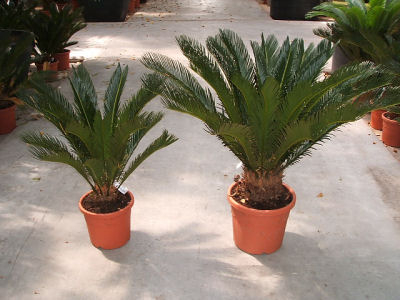 cycas