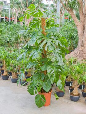 philodendron-150cm