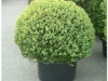 buxus-boule