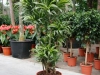 dracena-surprise-140cm