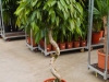 ficus-amstel-king-torsade-boule