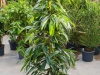 ficus-amstel-king-touffe-150cm