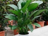 spathiphyllum-80