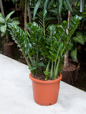 zamioculcas-90